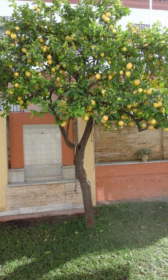 Lemon Garden Hostel Sevilla エクステリア 写真